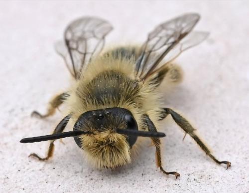 Réf. 355 284 : Andrena sp.